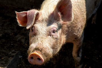 Pig in a farm in Timis province, Romania