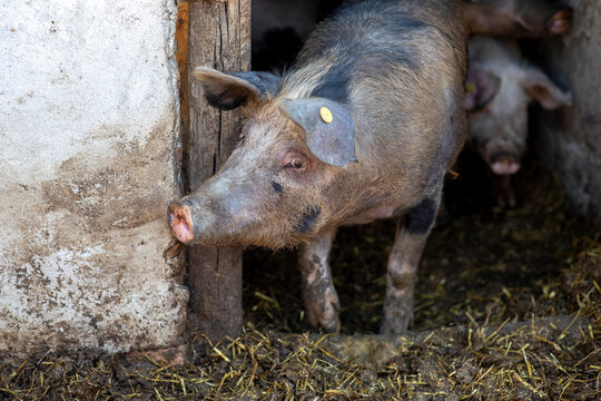Pigs in a farm in Timis province, Romania