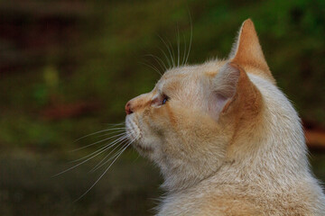 遠くを見つめる猫