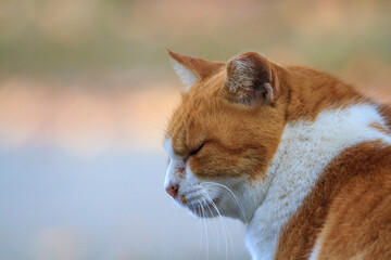 物思いにふけっている猫