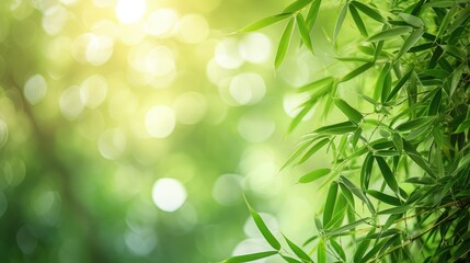 Bamboo forest and green meadow grass with natural light in blur style Bamboos green leaves and bamboo tree