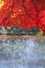 真っ赤に染まった紅葉と水面