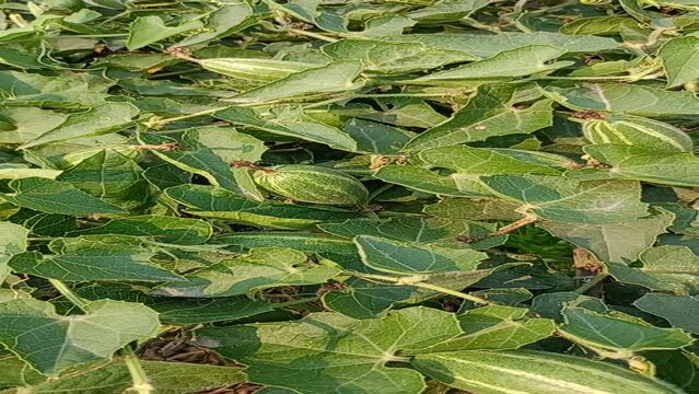 pointed gourd plant, pointed gourd, pointed gourd tree in india,	