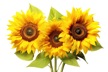 Three bright yellow sunflowers in full bloom, cut out