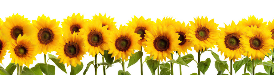 Bright yellow sunflowers in full bloom, cut out