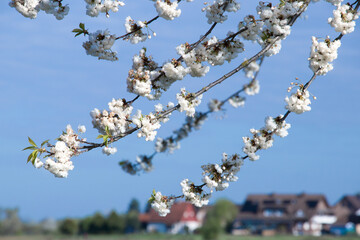 Cherry blossoms blooming in spring blue sky.