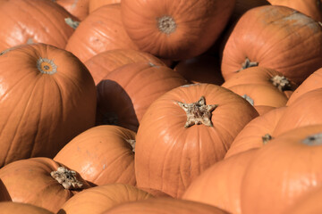 Colorful pumpkins in a large box