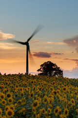 夕焼けに染まる風車