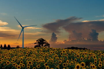 夕焼けに染まる風車