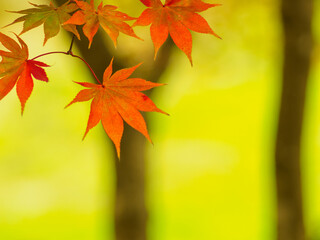 鮮やかな紅葉