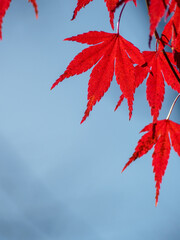 真っ赤に染まったモミジ