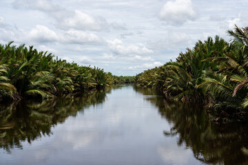 Palm trees on the river