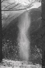 太陽の光を浴びて枝から落ちる雪