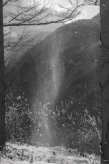 太陽の光を浴びて枝から落ちる雪