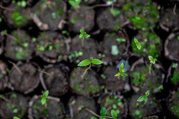 Abakundakawa coffee grower's cooperative. Organic coffee tree nursery. Gakenke district, Rwanda