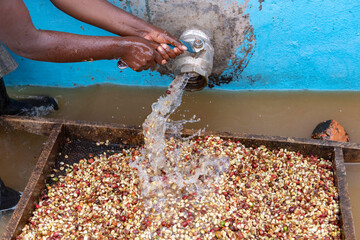 Abakundakawa coffee grower's cooperative, Minazi coffee washing station, Gakenke district, Rwanda