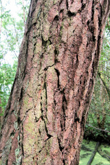 tree bark background