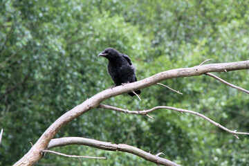 crow on a branch