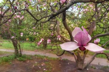 Blooming magnolia in the spring garden. In the foreground is a pink magnolia flower. Place for text.