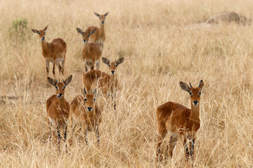 Grant gazelles in Murchison Falls National park, Uganda