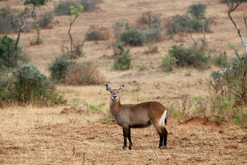 Waterbuck in Murchison Falls National park, Uganda