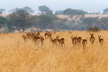 Naklejka na ściany i meble Grant gazelles in Murchison Falls National park, Uganda