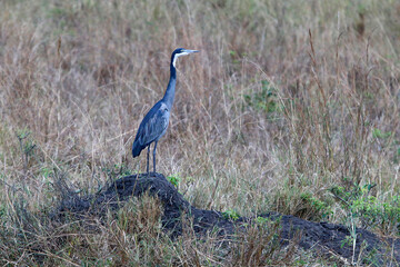 Black-headed heron in Murchison Falls National park, Uganda