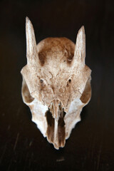 Animal skull in Ziwa national park museum, Uganda