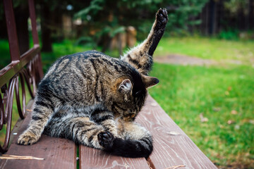 A grey striped domestic cat washes itself by lick lifting its hind paw up. Gray fluffy cat  cleaning its skin on wooden benches against a background of green grass