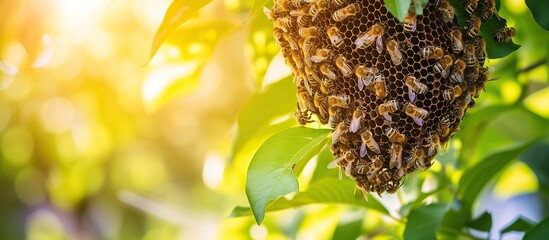 honey bee nest in a tree - obrazy, fototapety, plakaty