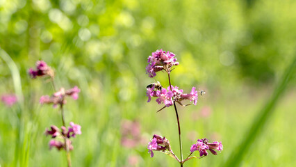 Bee and flower. Close up of a large striped bee collects honey on a yellow flower on a Sunny bright day. Macro horizontal photography. Summer and spring backgrounds