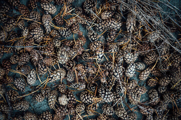 Pine cone autumn background. Lots of brown dried pine cones interspersed with pine needles and twigs in fall as a beautiful pattern. Top view