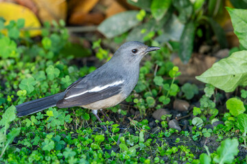 Oriental magpie-robin in the grass on the ground, bird in the park