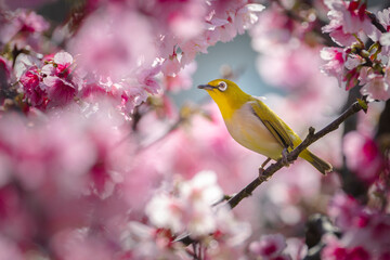 Warbling White-eye bird perched in a cherry blossom tree in Taiwan
