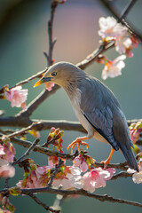 Chestnut-tailed Starling bird collecting nectar from cherry blossom, bird perched in cherry tree, bird in Taiwan
