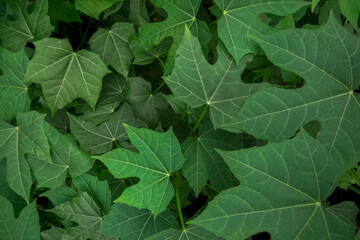 vegetable plant wallpaper illustration, green Nature leaves background concept