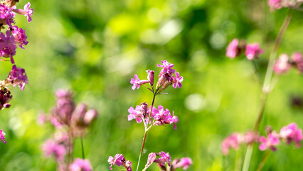 Bee and flower. Close up of a large striped bee collects honey on a yellow flower on a Sunny bright day. Macro horizontal photography. Summer and spring backgrounds