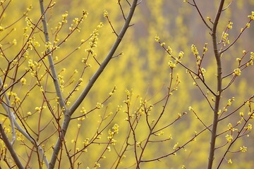 Flowering willow branches in early spring, close-up