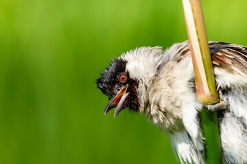 The sooty-headed bulbul (Pycnonotus aurigaster) Burung Kutilang atau Burung Cangkurileung, animal closeup
