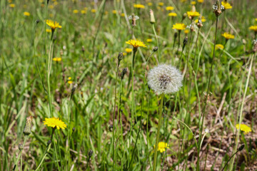 dandelions in the grass