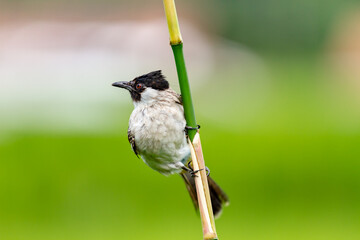 The sooty-headed bulbul (Pycnonotus aurigaster) Burung Kutilang atau Burung Cangkurileung, animal closeup