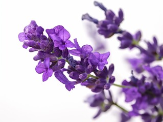Naklejka premium Fragrant blue lavender flowers blossoming on field in peaceful summer farmland