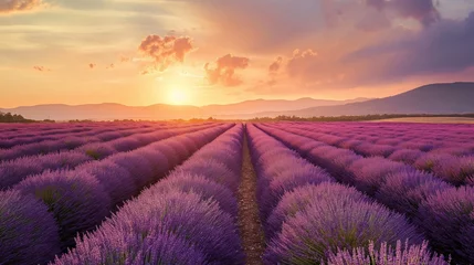 Muurstickers Wonderful scenery, amazing summer landscape of blooming lavender flowers, peaceful sunset view © mirifadapt