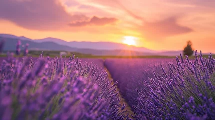 Foto auf Glas Wonderful scenery, amazing summer landscape of blooming lavender flowers, peaceful sunset view © mirifadapt
