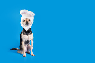 Dog in bunny ears, Easter pet party, toy terrier with rabbit costume, traditional spring fun