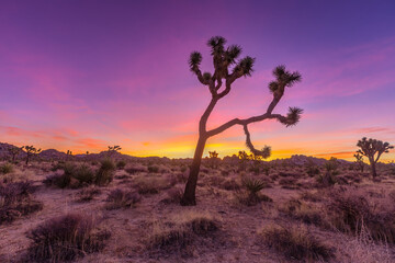 Joshua Tree National Park