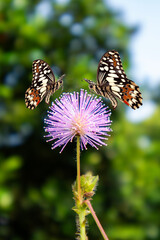 butterflies and flowers isolated on a white background. Clipping Path