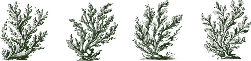 Seaweeds Set hand drawn style. Vintage sketch engraving illustration. - obrazy, fototapety, plakaty