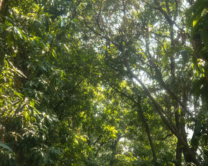 Nature green tree dreamy backgound greenery environment wallpaper concept