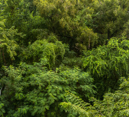 Nature green leaf garden backgound greenery environment wallpaper concept